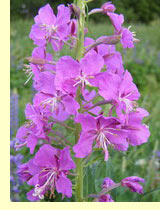 Иван-чай (Chamaenerium angustifolium Adans.) Иван-чай (Chamaenerium angustifolium Adans.)